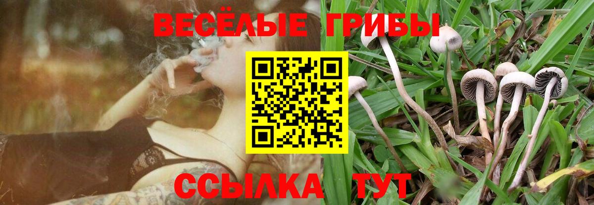 Псилоцибиновые грибы Cubensis  Вход с VPN  Сокол 